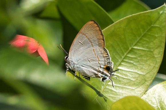 Hypolycaena erylus