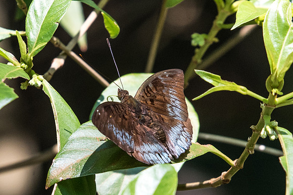 Euthalia monina monina