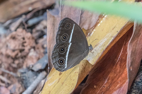 Orsotriaena medus