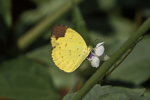 Eurema sari
