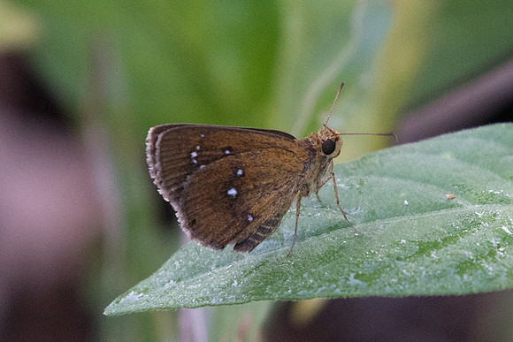 Lambrix salsala salsala
