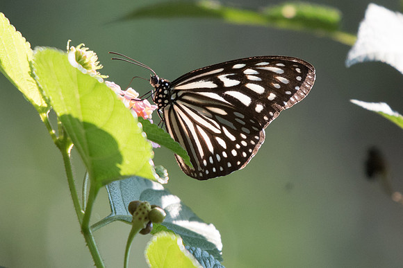 Ideopsis vulgaris