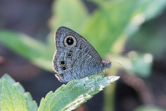 Ypthima baldus newboldi