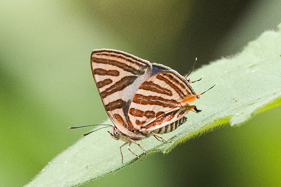 Spindasis syama peguanus-4222 - Chiang Dao - 12/03/23