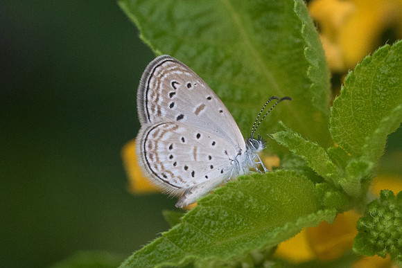 Zizula hylax pygmaea Fort Canning 2/10/19