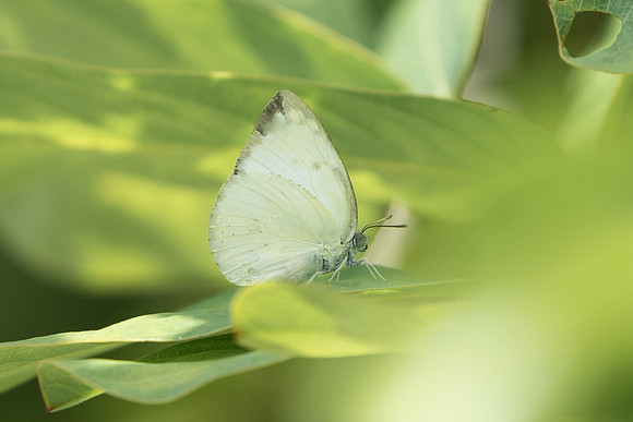 Catopsilia pomona pomona alcmeone