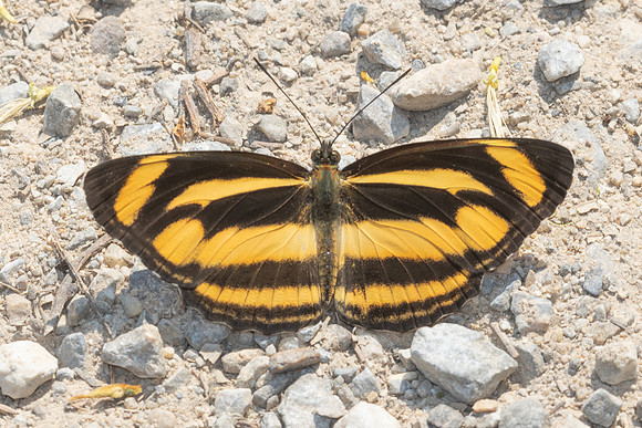 Neptis zaida inayoshii -4717 - Doi Inthanon - 25/03/25