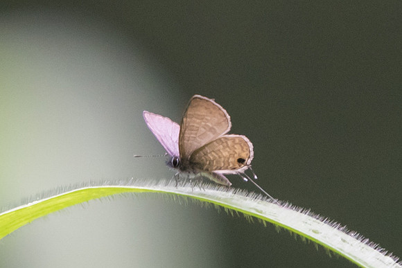 Nacaduba berenice icena - Dairy farm Singapor - 7/10/19
