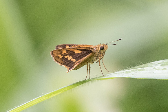 Potanthus trachala tytleri -Dairy farm Singapor - 7/10/19