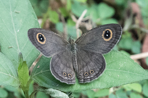 Ypthima huebneri Uper selectar reservoir 6/10/19