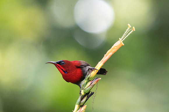 Crimson sunbird (Aethopyga siparaja)-Singapour