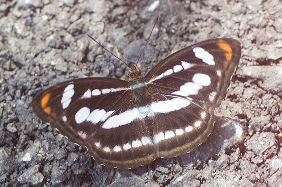 Athyma nefte-3103 - Chiang Dao - 15/11/23