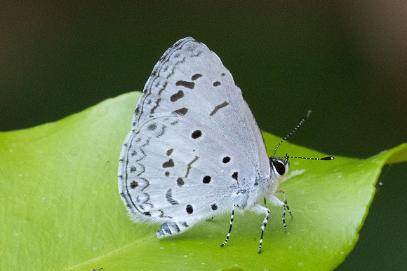 Acytolepis puspa gisca-1644 - Chiang Dao - 17/03/24