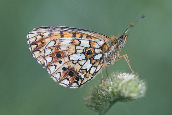 Boloria selene-4960 - Bolquere - 18/07/23