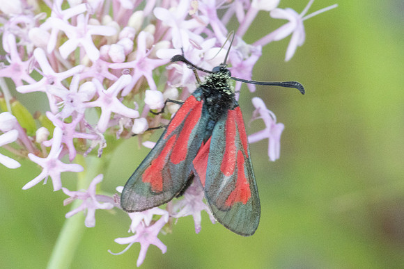 Zygaena loti-2603