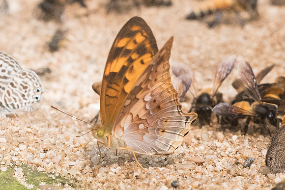 Vagrans sinha sinha -0052 - Chiang dao - 11/03/23