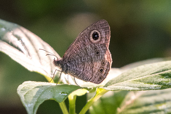 Ypthima fasciata torone
