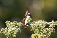 Moduza procris milonia