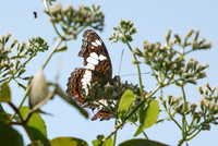 Moduza procris milonia