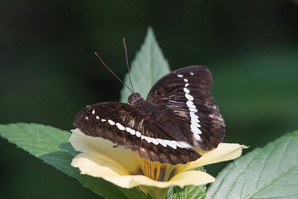 Bassarona teuta