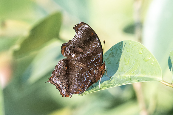 Rhinopalpa polynice
