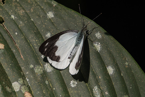 Appias indra plana