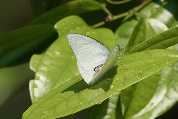 Catopsilia pomona alcmeone