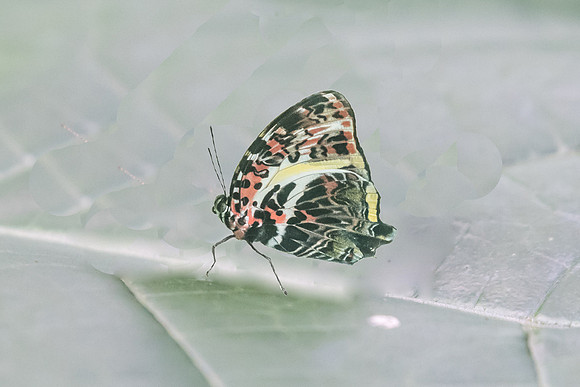 Agatasa calydonia