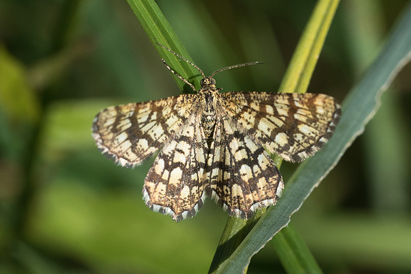 Chiasma clathrata