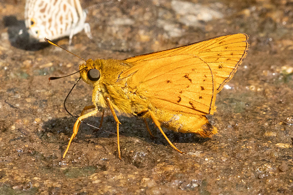 Telicota sp-1104 - Chiang Dao - 17/03/24