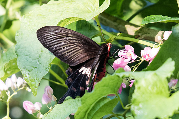 Pachliopta aristolochiae asteris