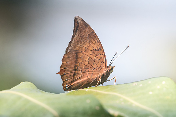 Charaxes bernardus