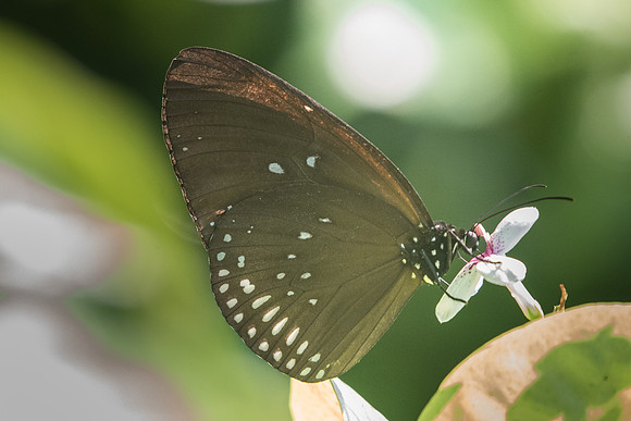 Euploea aglaea