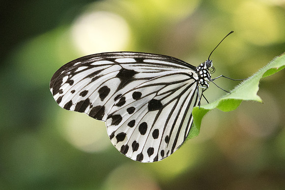 Ideopsis gaura