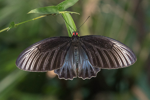 Atrophaneura nox
