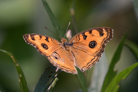 Junonia almana