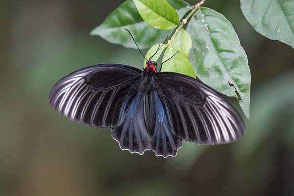 Atrophaneura nox - 11/10/19