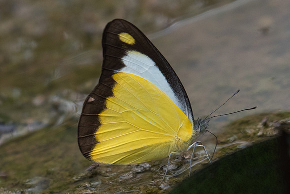 Appias lyncida eleonora-2307 - Chiang Dao - 11/03/23