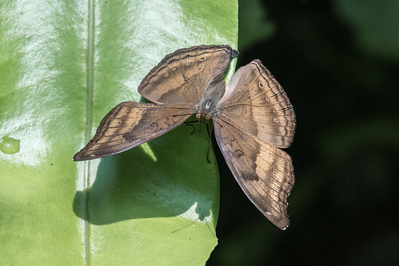 Junonia iphita