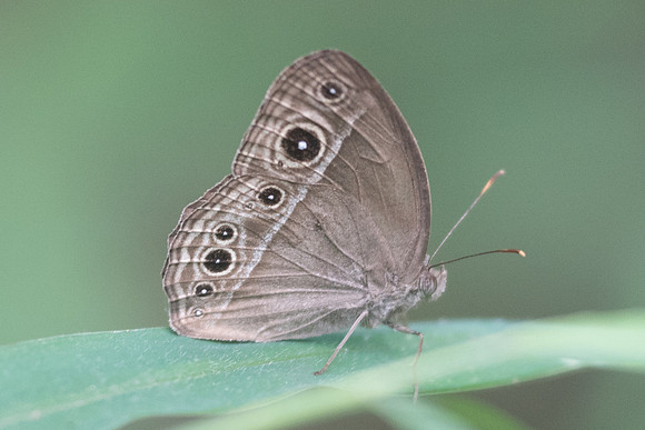 Mycalesis sp-3648 - Chiang Rai 20/11/23