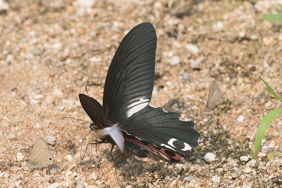 Papilio alcmenor-0331 - - Chiang Dao  - 11/03/23