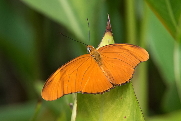 Dryas iulia