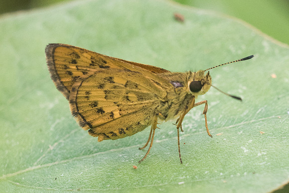 Potanthus confucius-3958 - Krabi - 22/11/23