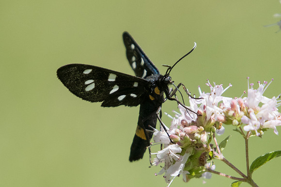 Amata phegea-5200 - Digne-les-bains
