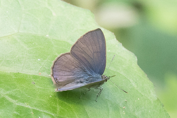Anthene emolus-5352 - Chiang Dao- 12/03/23