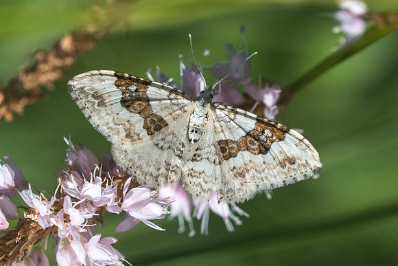 Xanthorhoe montanata - 0849 Noël-cerneux - 10/06/22
