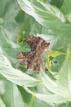 Euptoieta claudia