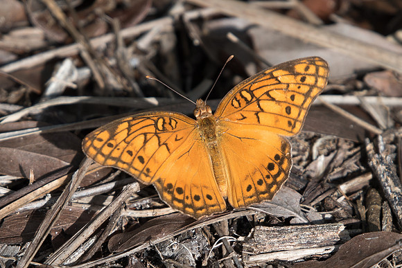 Euptoieta hegesia