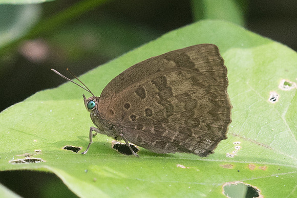 Arhopala asinarus tonguva-8925 - Koh Samui - 16/03/23