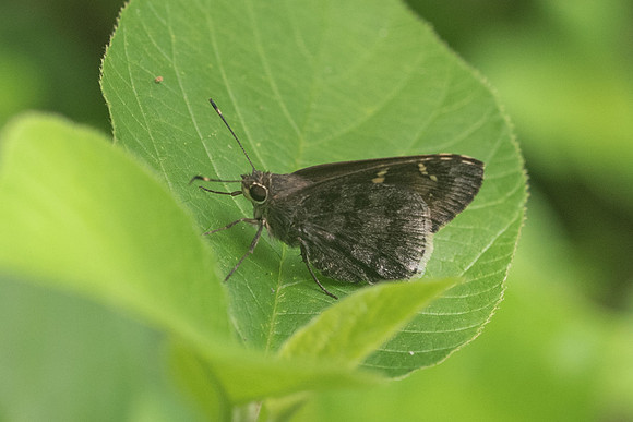 Cogia hippalus